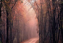 荷兰队实力坚强,欧洲杯上或成黑马